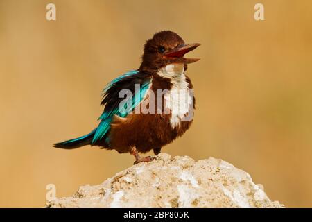 white-throated kingfisher (Halcyon smyrnensis) also known as the white-breasted kingfisher is a tree kingfisher, The adult has a bright blue back, win Stock Photo