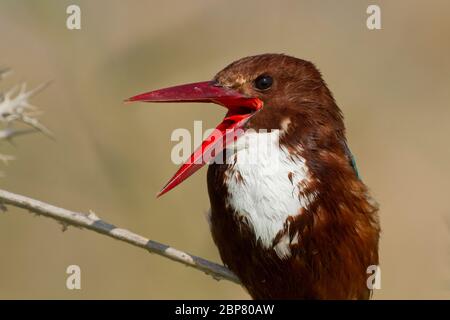 white-throated kingfisher (Halcyon smyrnensis) also known as the white-breasted kingfisher is a tree kingfisher, The adult has a bright blue back, win Stock Photo