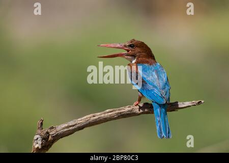 white-throated kingfisher (Halcyon smyrnensis) also known as the white-breasted kingfisher is a tree kingfisher, The adult has a bright blue back, win Stock Photo