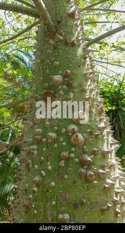 The Silk Floss or Floss-Silk tree (Ceiba speciosa, formerly Chorisia speciosa), is a member of the bombax family (Bombacaccae). It is a thorny floweri Stock Photo