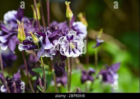 Purple Aquilegia vulgaris flowers in Brighton garden UK Stock Photo