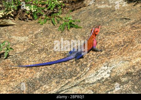 Male Mwanza flat-headed rock agama (Agama mwanzae) or the Spider-Man agama, because of its coloration, is a lizard reptile in the family Agamidae, fou Stock Photo