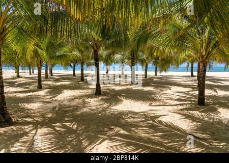 Green coconut palm trees on white sandy beach near South China Sea on the island of Phu Quoc, Vietnam. Travel and nature concept Stock Photo