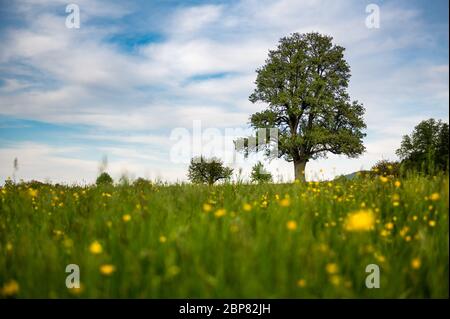 Beautiful spring landscape with a giant pear tree and a meadow with blooming dandelions Beautiful spring landscape with a giant pear tree and a meadow with blooming dandelions