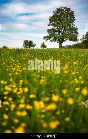 Beautiful spring landscape with a giant pear tree and a meadow with blooming dandelions