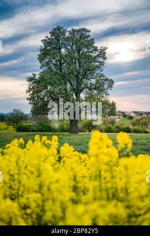 Beautiful spring landscape with a giant pear tree and a blooming rapefield Beautiful spring landscape with a giant pear tree and a blooming rapefield
