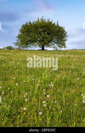 perfectly scaped spring tree in meadow