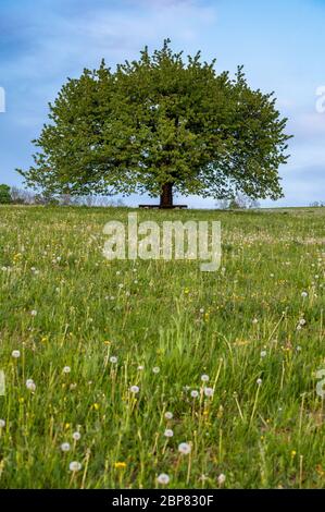 perfectly scaped spring tree in meadow