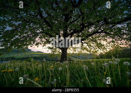 below a perfectly scaped spring tree in meadow