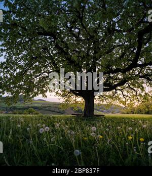 below a perfectly scaped spring tree in meadow