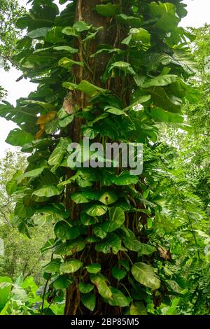 Pothos Vine (Epipremnum Aureum) Growing on Tree Stock Photo