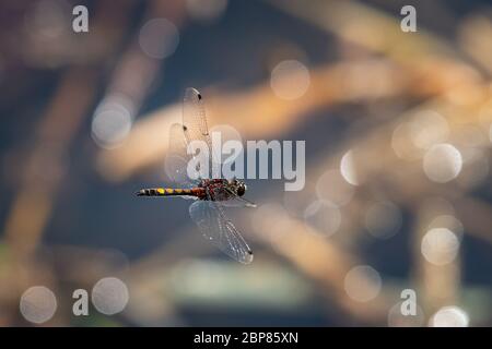 A beautiful large white-faced darter dragonfly (Leucorrhinia pectoralis) in flight over water Stock Photo