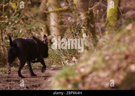 A black and brindle Staffordshire Bull Terrier crossed with one or more unknown breeds Stock Photo