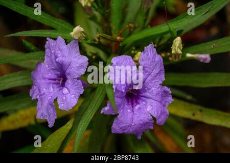 Ruellia simplex, the Mexican petunia, Mexican bluebell Stock Photo