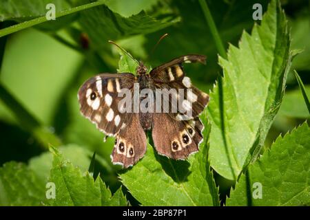 Lepidoptera Pararge aegeria (speckled wood butterfly / Schmetterling Waldbrettspiel) Stock Photo