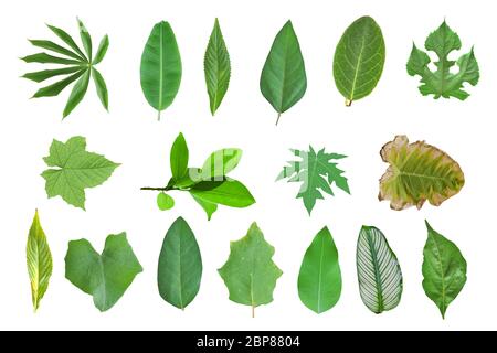 Collection of leaves isolated on a white background Stock Photo