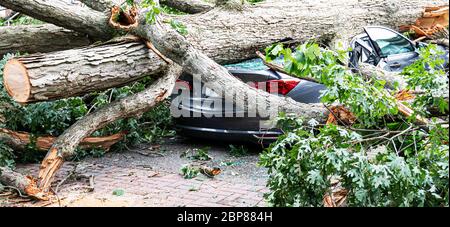 A large tree falls from a wind storm and lands on a car parked in a driveway in a residential neighborhood. Stock Photo