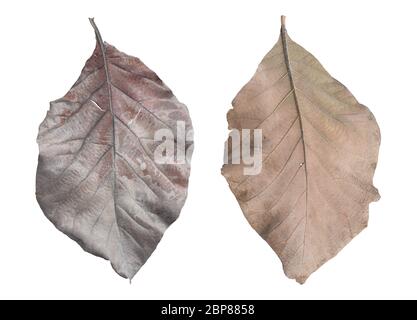 Dry teak leaves isolated on white background. Object with clipping path. Stock Photo
