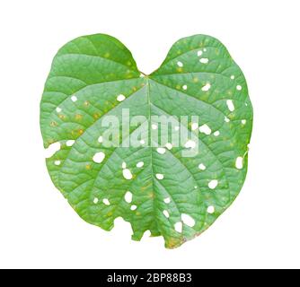 Leaf with holes isolated on white background. Green leaves are eaten by worms or pests. Object with clipping path. Stock Photo