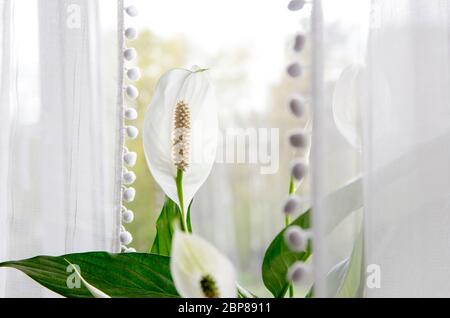 Air puryfing house plants in home concept. Spathiphyllum are commonly known as spath or peace lilies growing in pot in home room and cleaning indoor. Stock Photo
