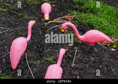 Plastic pink flamingoes in a front yard Stock Photo