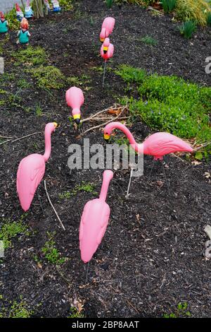 Plastic pink flamingoes in a front yard Stock Photo