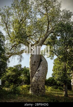 Two baobabs trees embracing each other, nearby famous  Avenue of the Baobabs, Morondova, Madagascar. Stock Photo