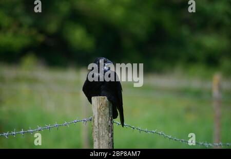carrion crow sitting on post Stock Photo