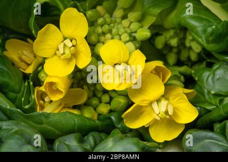 Yellow flowering bok choy close up Stock Photo