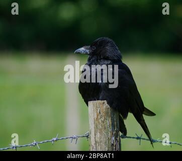 carrion crow sitting on post Stock Photo