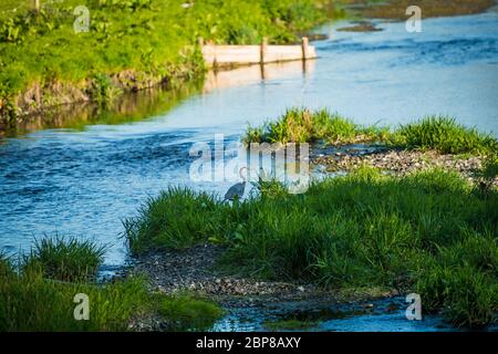 grey heron standing on a island in the river Bela looking for fish Stock Photo