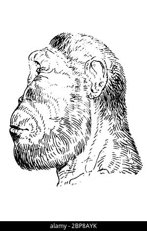 Portrait of Paranthropus robustus. Draw from Archaeology Museum of Catalonia, Barcelona, Spain