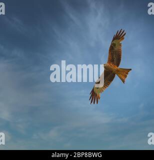 red kite in soaring in the sky Stock Photo