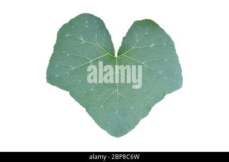 Green pumpkin leaf isolated on white background. Object with clipping path. Stock Photo