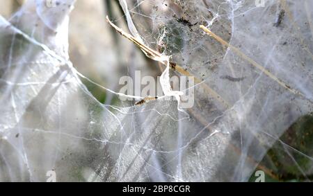 One of hundreds of ermine moth caterpillars on a on shrub in Ashford, Kent, they have created a mass of silken webbing to protect themselves while they feed and pupate. Stock Photo