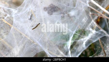 One of hundreds of ermine moth caterpillars on a on shrub in Ashford, Kent, they have created a mass of silken webbing to protect themselves while they feed and pupate. Stock Photo