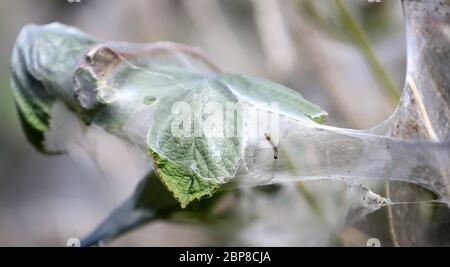 One of hundreds of ermine moth caterpillars on a on shrub in Ashford, Kent, they have created a mass of silken webbing to protect themselves while they feed and pupate. Stock Photo