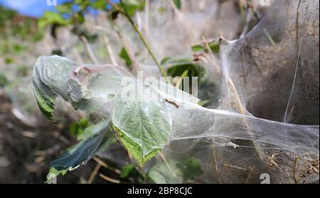 One of hundreds of ermine moth caterpillars on a on shrub in Ashford, Kent, they have created a mass of silken webbing to protect themselves while they feed and pupate. Stock Photo