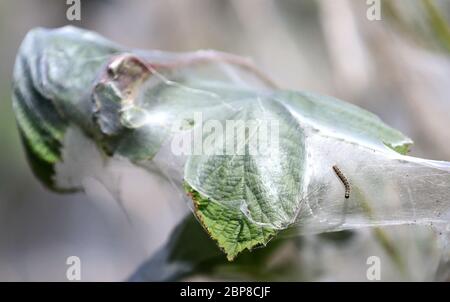 One of hundreds of ermine moth caterpillars on a on shrub in Ashford, Kent, they have created a mass of silken webbing to protect themselves while they feed and pupate. Stock Photo