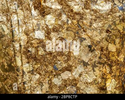 Shiny gold leaf with coins background.  Gold leaf texture on the back of a buddha statue placed by believer buddhists. Stock Photo