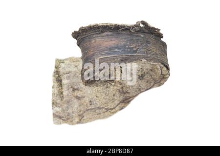piece of bark isolated on a white background Stock Photo