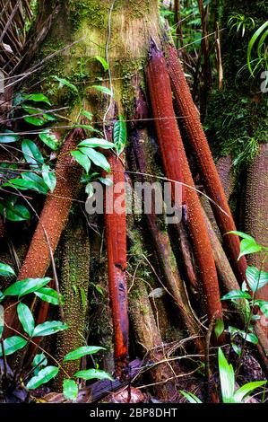 Walking tree in the lush rainforest at Cerro Pirre in the Darien national park, Darien province, Republic of Panama