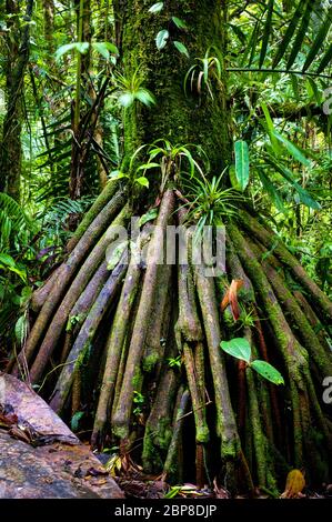 Walking tree in the lush rainforest at Cerro Pirre in the Darien national park, Darien province, Republic of Panama