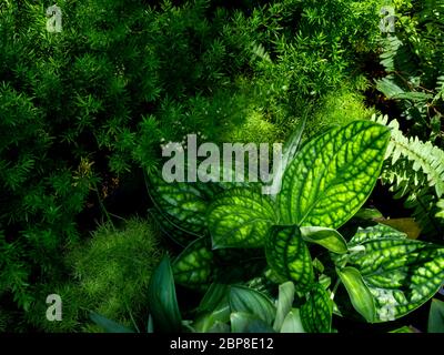 Green leaves background. Beautiful various plants in the garden. Stock Photo