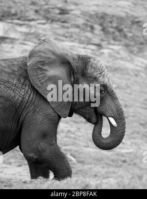 Monochrome, black and white, side view close up of isolated African elephant (Loxodonta africana) in captivity, West Midland Midlands Safari Park, UK. Stock Photo