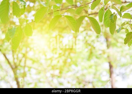 Green leaves on blurred greenery background. Concept plants landscape, ecology. Stock Photo