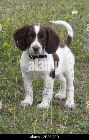 Very cute young liver and white working type english springer spaniel pet gundog puppy Stock Photo