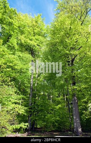 Buchenwald, Wald, Fruehjahr Stock Photo