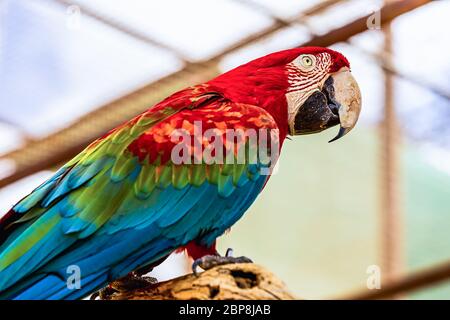 Red Macaw or Ara cockatoos parrot siting on wooden perch in zoo Stock Photo