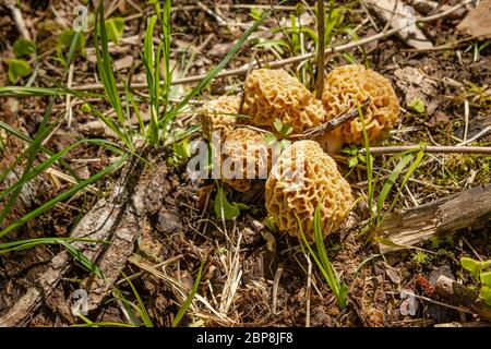 Wild spring mushrooms in nature Stock Photo